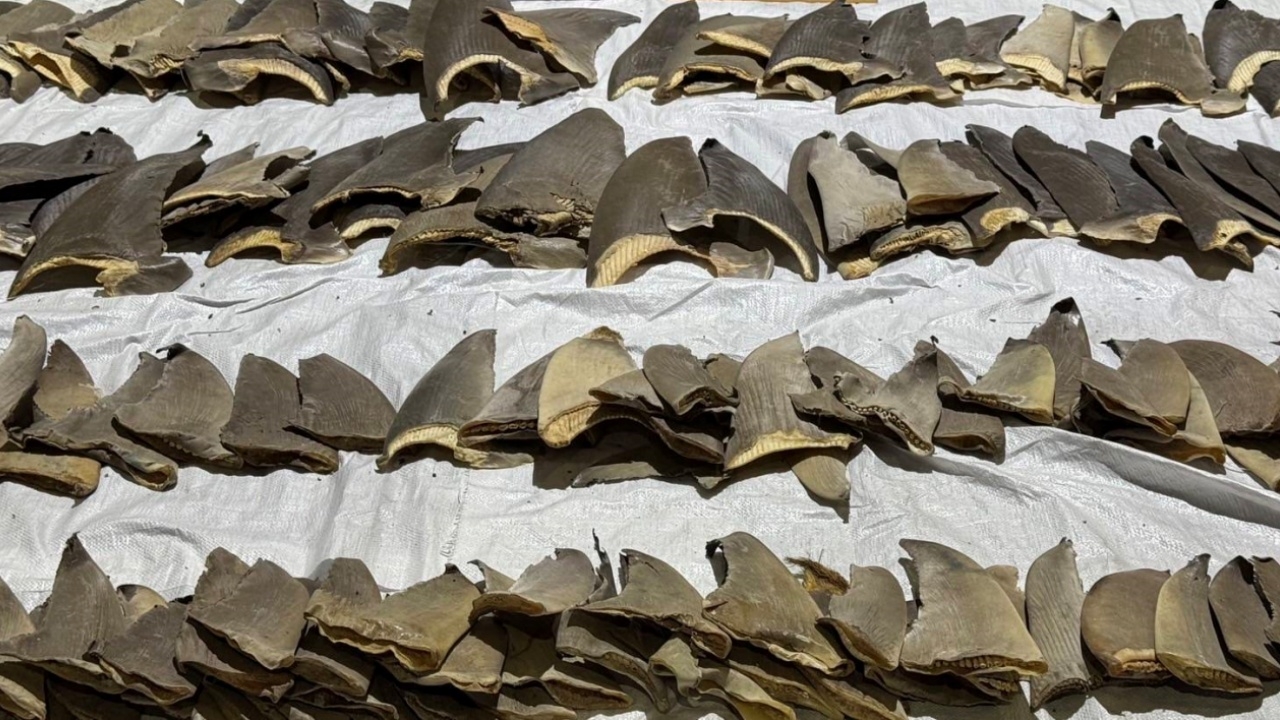 กรมศุลกากรตรวจยึด "ครีบปลาฉลาม" 402 ชิ้น ลักลอบเข้าไทย มูลค่ากว่า 2 ล้านบาท