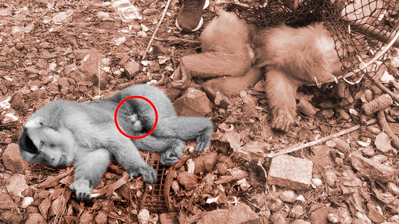 ดราม่าการุณยฆาต ไมเคิล ลิงจ่าฝูง เขาตังกวน จ.สงขลา หมอไม่รักษาต่อ