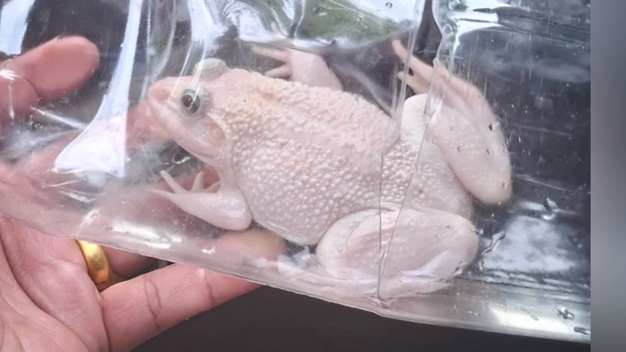 งวดที่แล้วให้โชค ชาวบ้านพบ "กบเผือก" สีขาวสวยงาม คอหวยขอส่อง "เลขเด็ดงวดนี้"