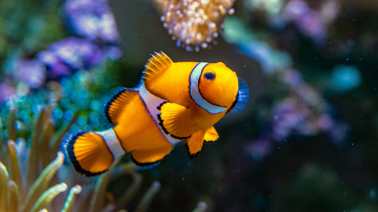 นีโมตัวหด นักวิทย์เตือนปลาการ์ตูนตัวเล็กลงจริง เพราะคลื่นความร้อนใต้ทะเล