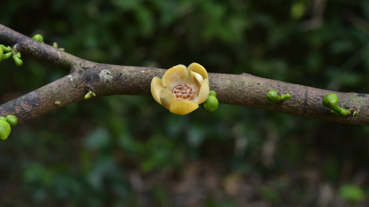 นักวิจัยไทยค้นพบ "ธาราทุม" พืชชนิดใหม่ของโลกวงศ์กระดังงา จาก จ.สุราษฎร์ธานี