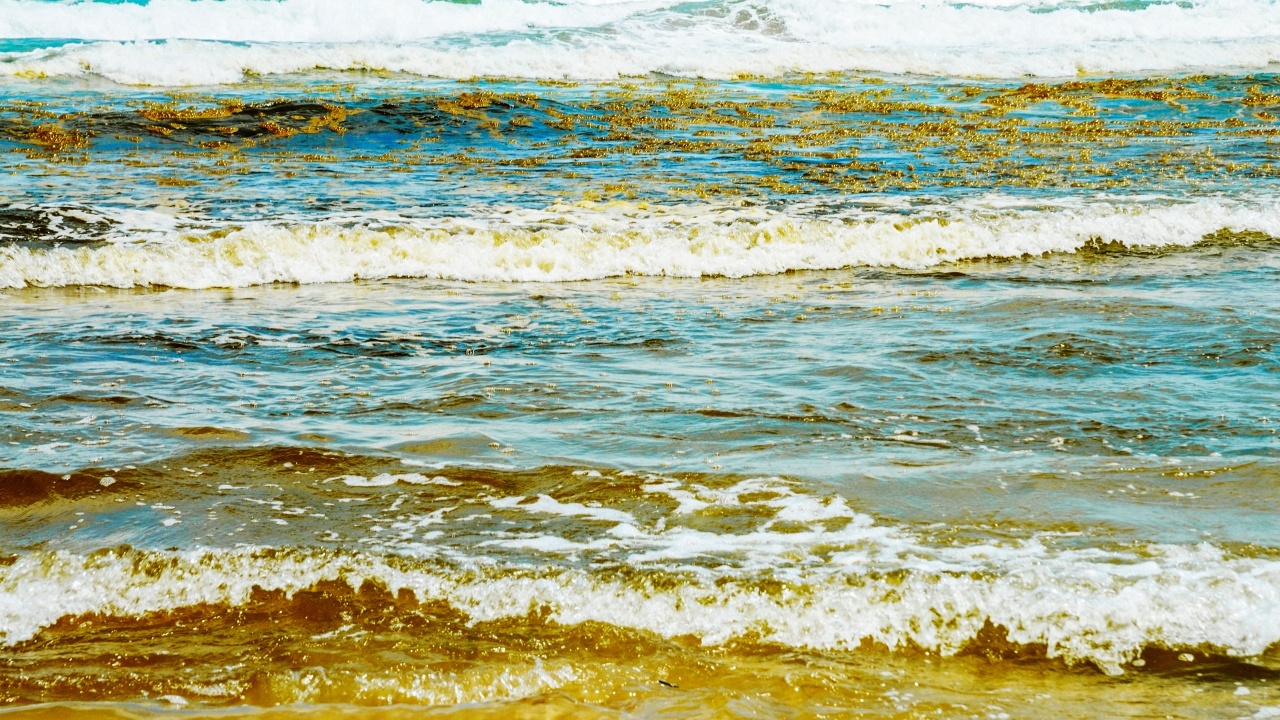 สาหร่ายเป็นพิษคร่าชีวิตสัตว์ทะเลกว่า 200 ชนิดในออสเตรเลีย