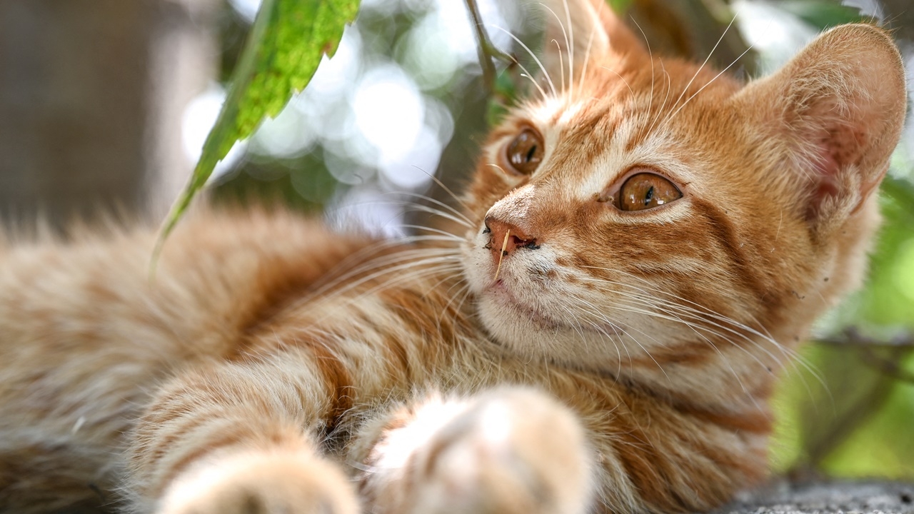 นักวิทย์ไขปริศนาได้แล้ว ทำไม “แมวส้ม” จึงมีขนสีส้ม