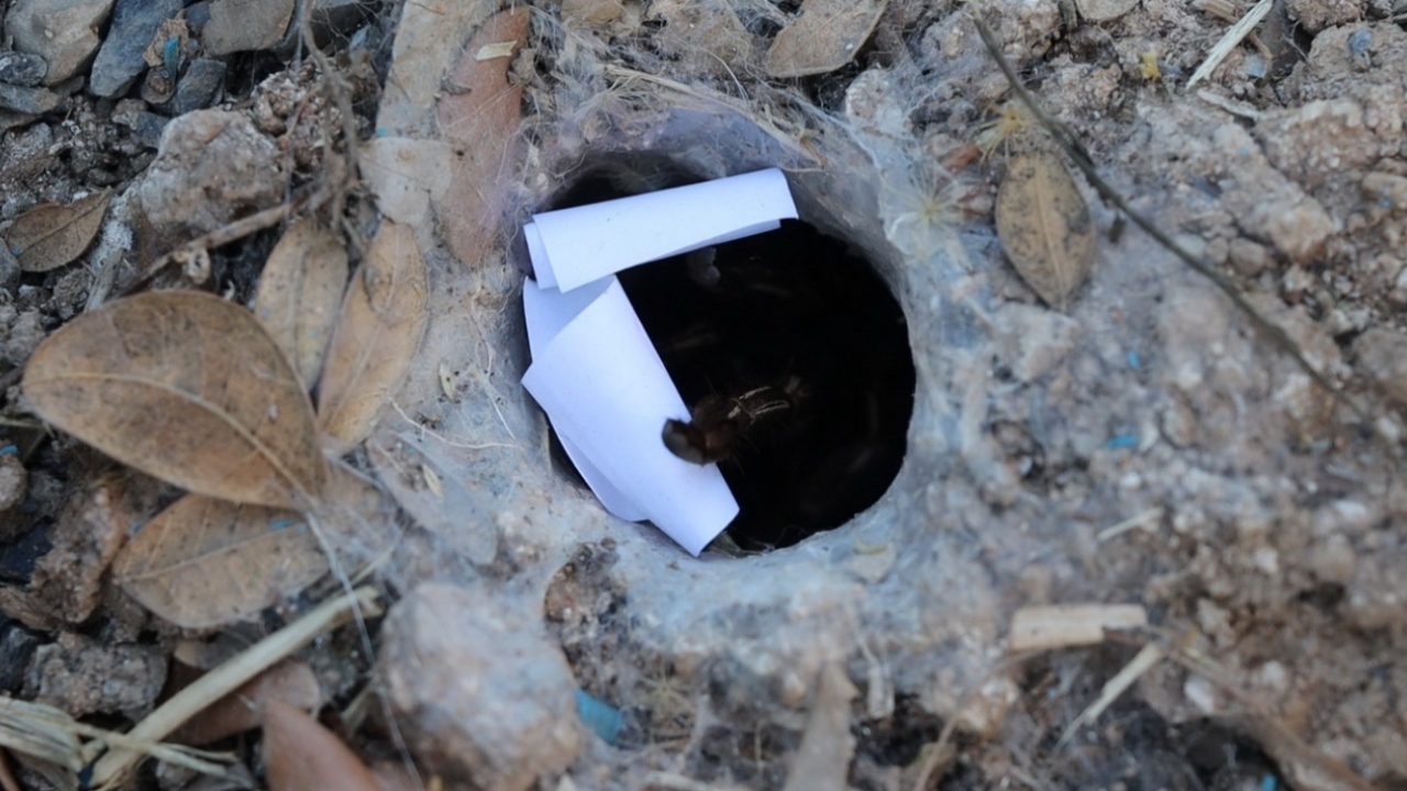  คอหวยมาตามนัด ทำพิธีเสี่ยงทาย “พญาบึ้ง” ดันเลขเด็ดออกมาให้ลุ้นโชค