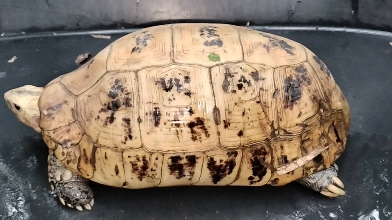 เชื่อจะมีโชค แห่ส่อง "เลขเด็ด" เต่าสีทองกระดองคล้ายพระสมเด็จ ลุ้นรวย 16/5/68