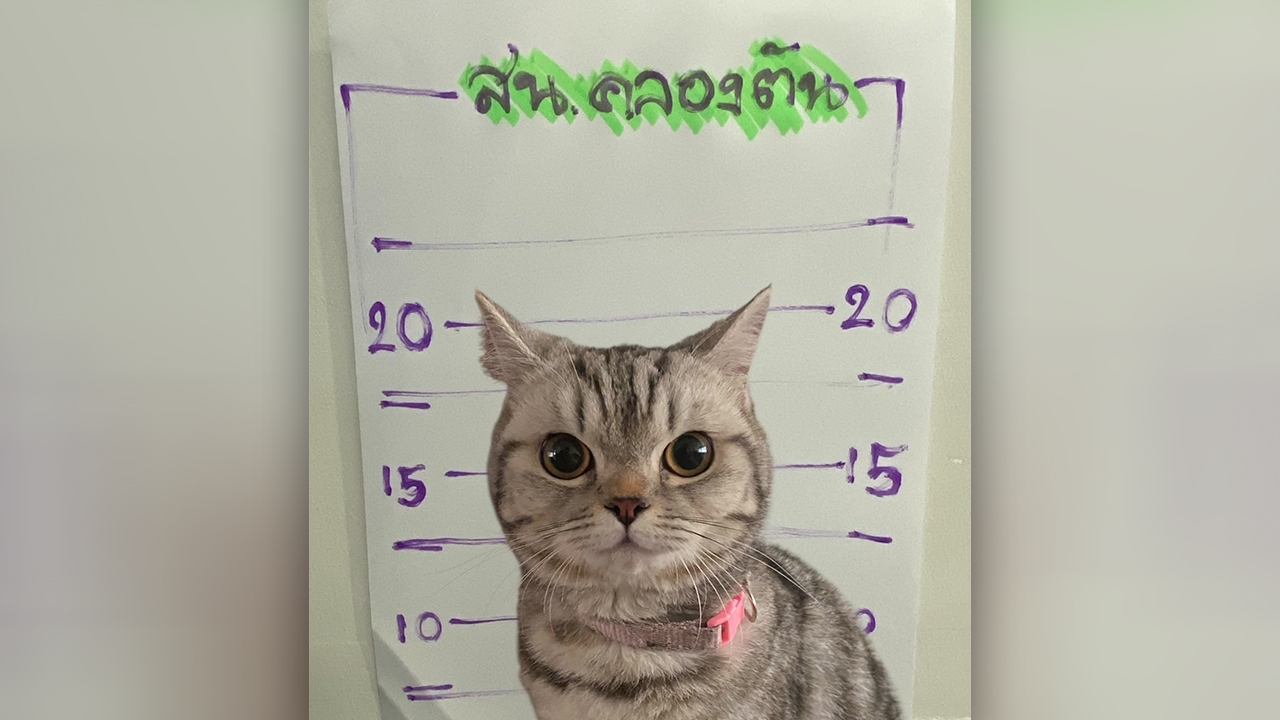 ได้ประกันตัวแล้ว "น้องนับตังค์" แมวพลัดหลง โดนข้อหา "พยายามสวบเจ้าพนักงาน"