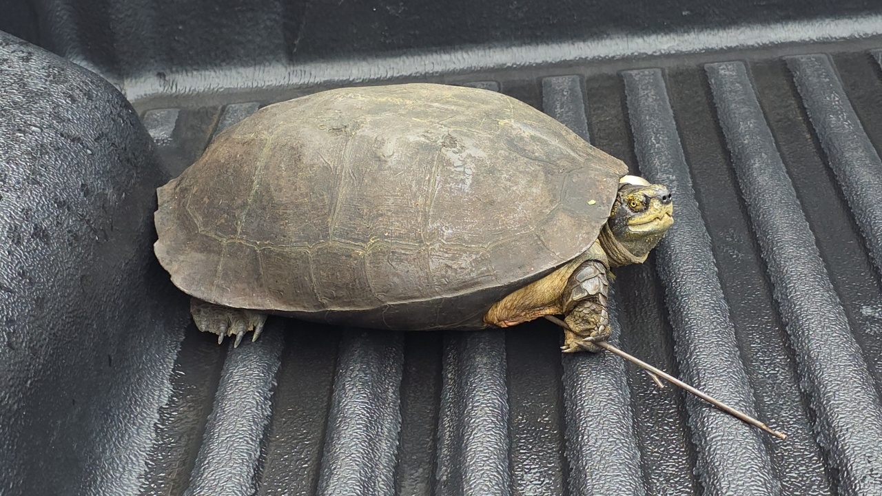 "ศูนย์อนุรักษ์พันธุ์เต่าทะเลกองทัพเรือ" เร่งช่วยชีวิต "เต่า" ถูกฉมวกแทงปักอก