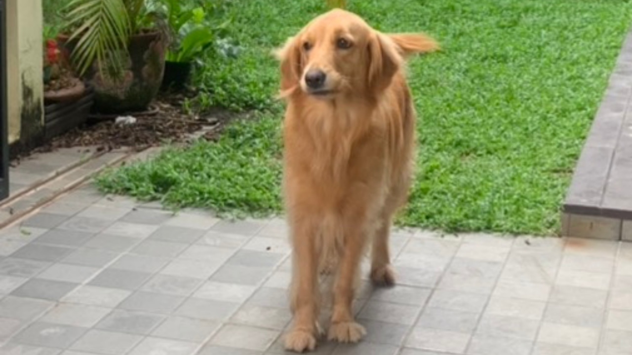 เจ้าของประกาศตามหา "สุนัขพันธุ์โกลเด้น" หายย่านวัดดอนใหญ่ ใครเจอมีสินน้ำใจให้
