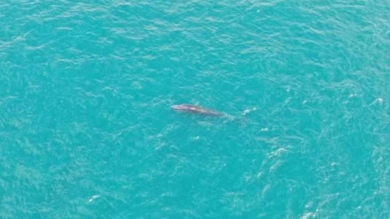 นักวิจัยตื่นเต้น พบ "วาฬบรูด้า" สัตว์ทะเลหายาก ในอุทยานแห่งชาติหมู่เกาะชุมพร