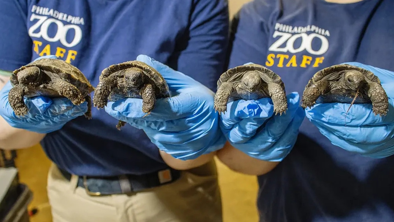 พ่อแม่เต่ามือใหม่สวนสัตว์สหรัฐฯ อายุเกือบ 100 ปี ให้กำเนิดลูก 4 ตัว