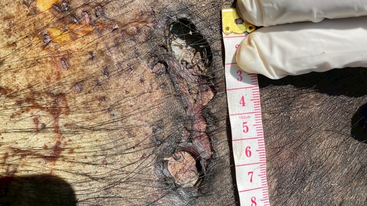 จับมือยิง "กระทิงป่า" ตายที่เขาภูหลวง ฉุนลงมากินพืชไร่จนเสียหาย