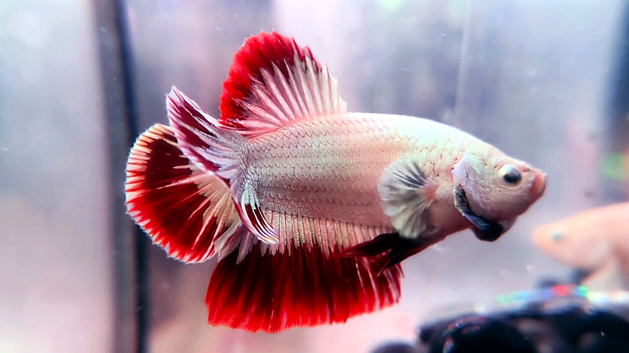 ธิดาปลากัดเผยโฉม "น้องใบลาน" ปลากัด 2 หาง โอกาสเพาะพันธุ์ได้ 1 ในล้าน