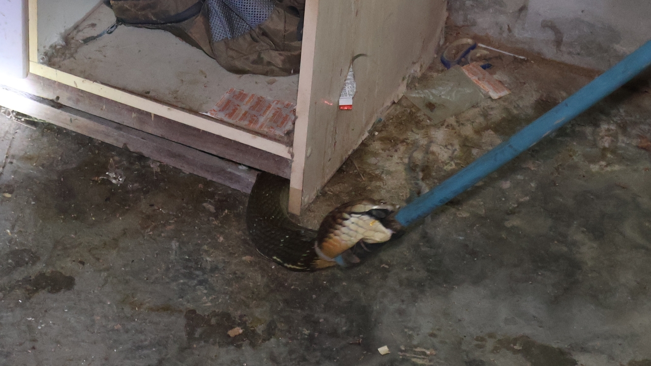 ลำบากยังปากเก่ง "งูจงอาง" หัวติดใต้ตู้เสื้อผ้า กู้ภัยเข้าช่วยยังส่งเสียงขู่