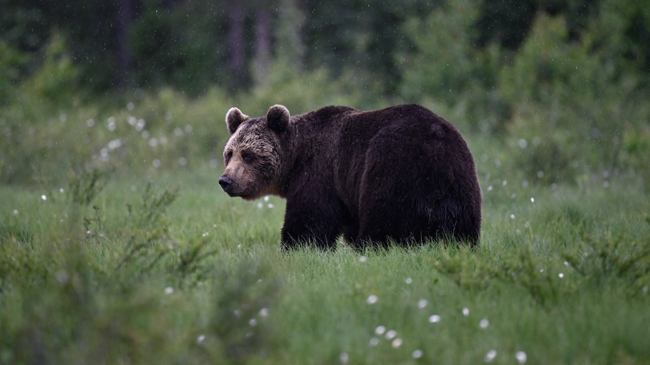 สโลวาเกียเตรียมสังหารหมี 350 ตัว หลังมีคนถูกทำร้ายจนตาย