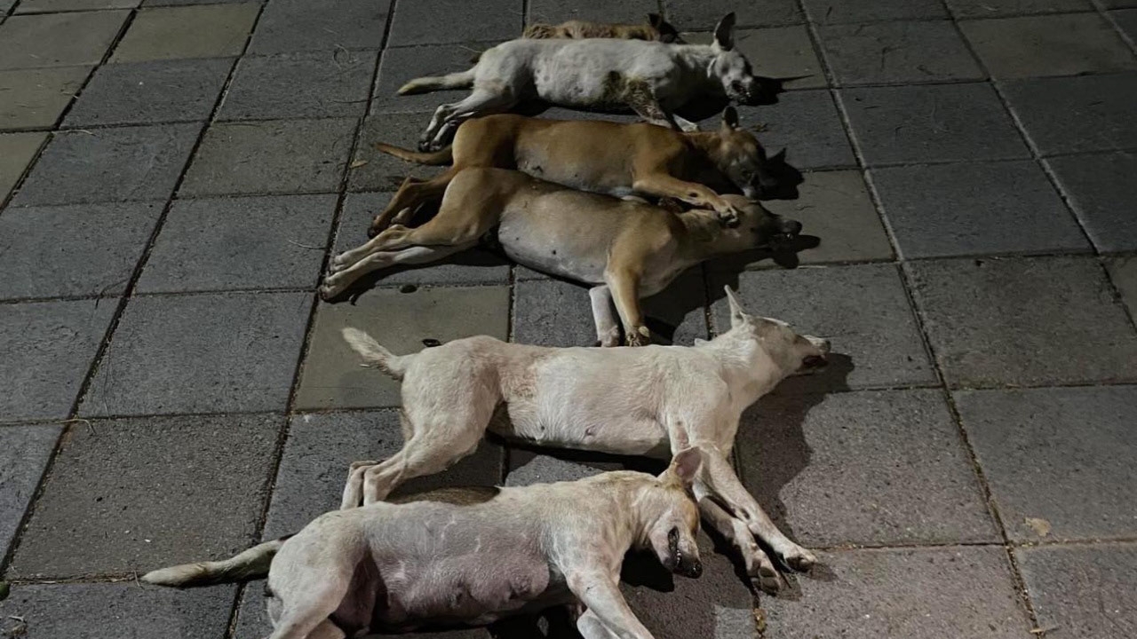 หมาถูกวางยาเบื่อ ตายเรียบ 17 ตัวในค่ายทหาร กองทัพภาคที่ 2 ชี้แจงแล้ว