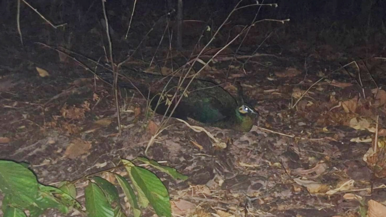 เจ้าหน้าที่ช่วย "แม่นกยูง" กำลังกกไข่ปกป้องลูกน้อย เกือบสังเวยเป็นเหยื่อไฟป่า