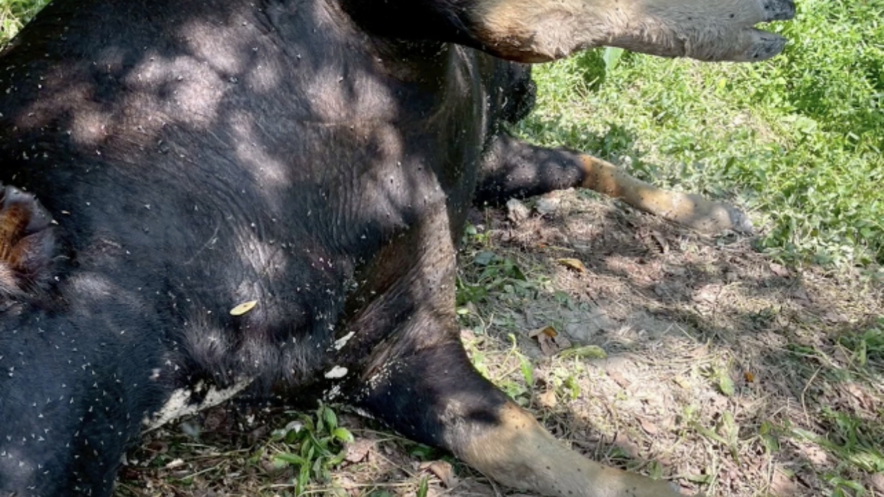 เร่งตามตัวคนร้าย ล่า 2 กระทิงป่า "วังน้ำเขียว" ไล่ยิง-แล่เนื้อออกไปขาย