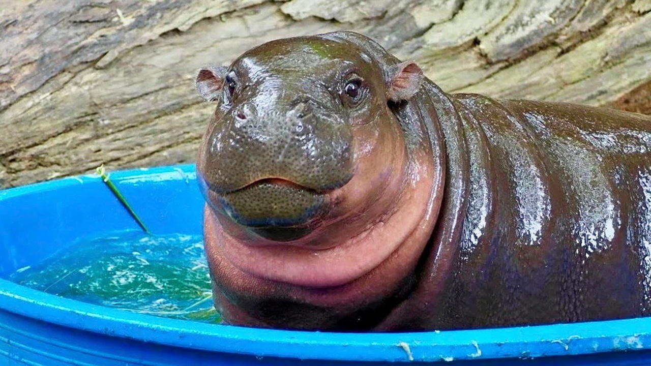 ฉลอง 1 ขวบ