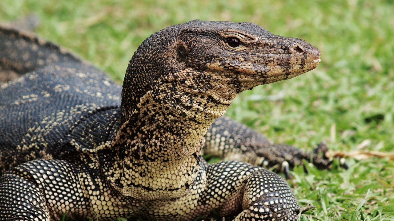 เหี้ย เพาะพันธุ์ได้ เปิดคุณสมบัติ คัดแม่พันธุ์กรมอุทยานฯ จำหน่าย