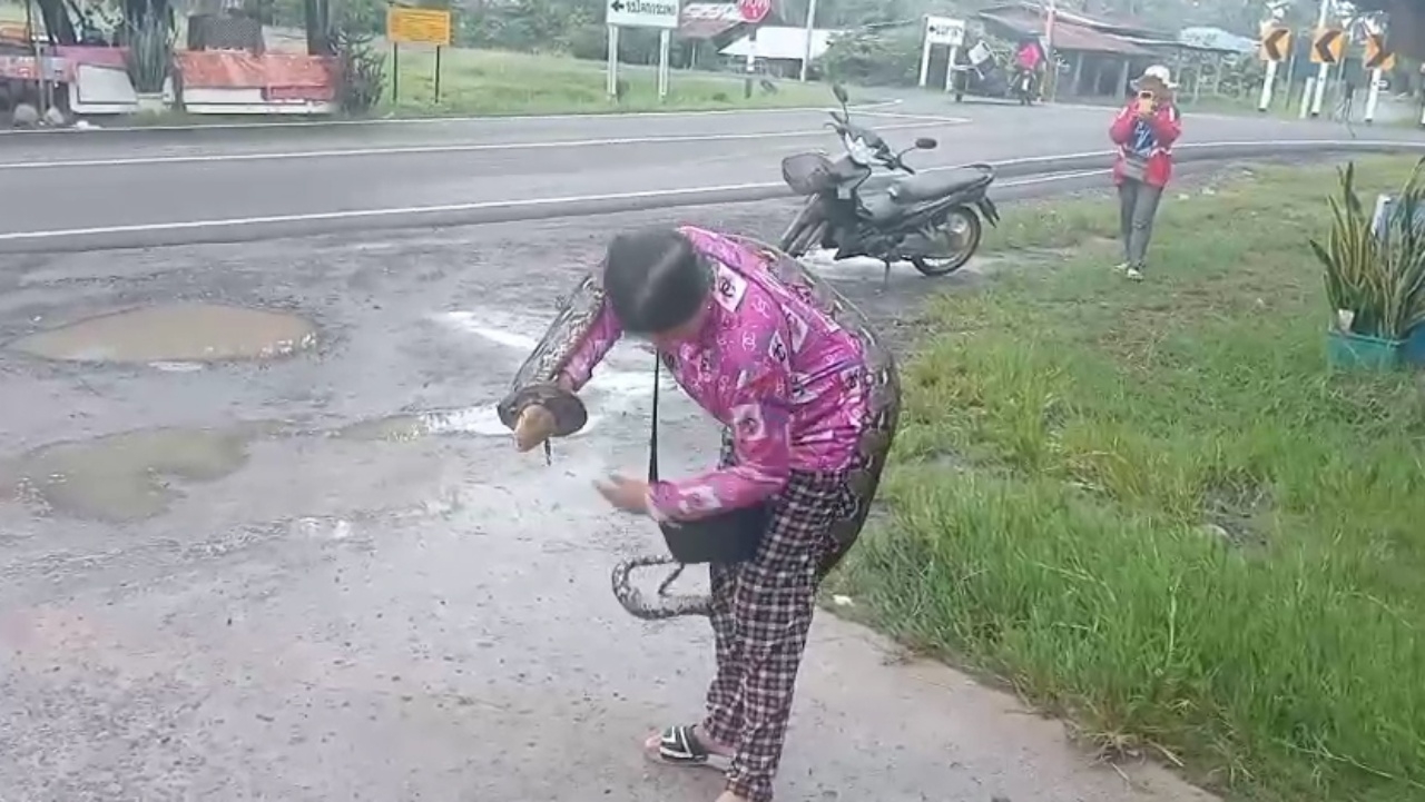 ลุงทำถุงใส่งูเหลือมขนาด 3 เมตร ตกกลางทาง สาวจับให้มือเปล่า บอกเรื่องจิ๊บๆ 