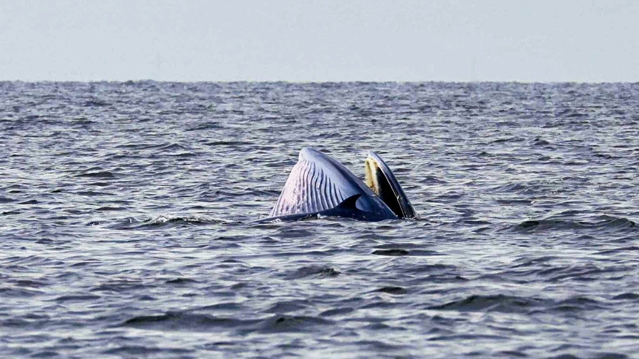 โผล่เล่นน้ำ