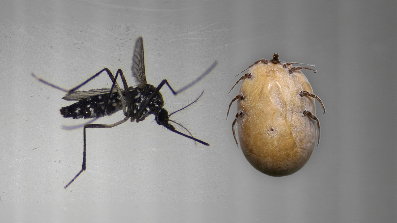 โลกร้อนทำแมลงขยายถิ่น เสี่ยงโรคไข้เลือดออก-โรคจากเห็บเพิ่มขึ้น เตือนประชาชนระวัง