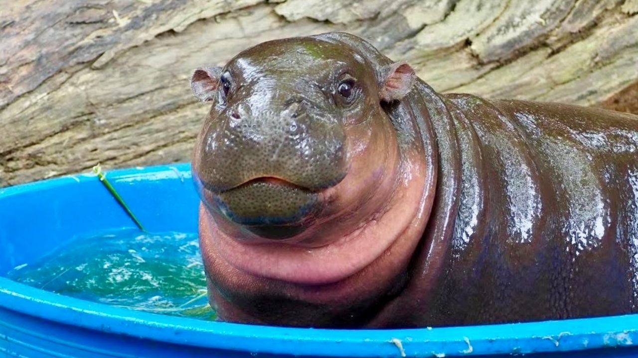 .สวนสัตว์เปิดเขาเขียว จัดใหญ่ 