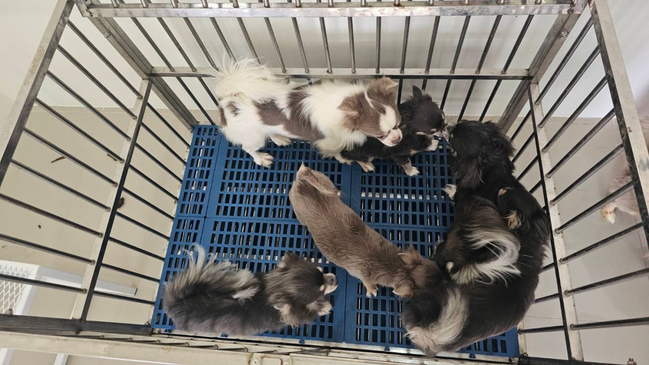 จบดราม่า สาวฝากเลี้ยงชิวาวา 7 ตัว แล้วเงียบหายไป 3 เดือน มาติดต่อขอรับคืนแล้ว