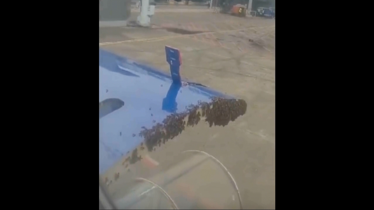 ตะลึง ฝูงผึ้งเกาะแน่น ประตูห้องสัมภาระเครื่องบินอินเดีย ทำให้เที่ยวบินดีเลย์กว่าหนึ่งชั่วโมง