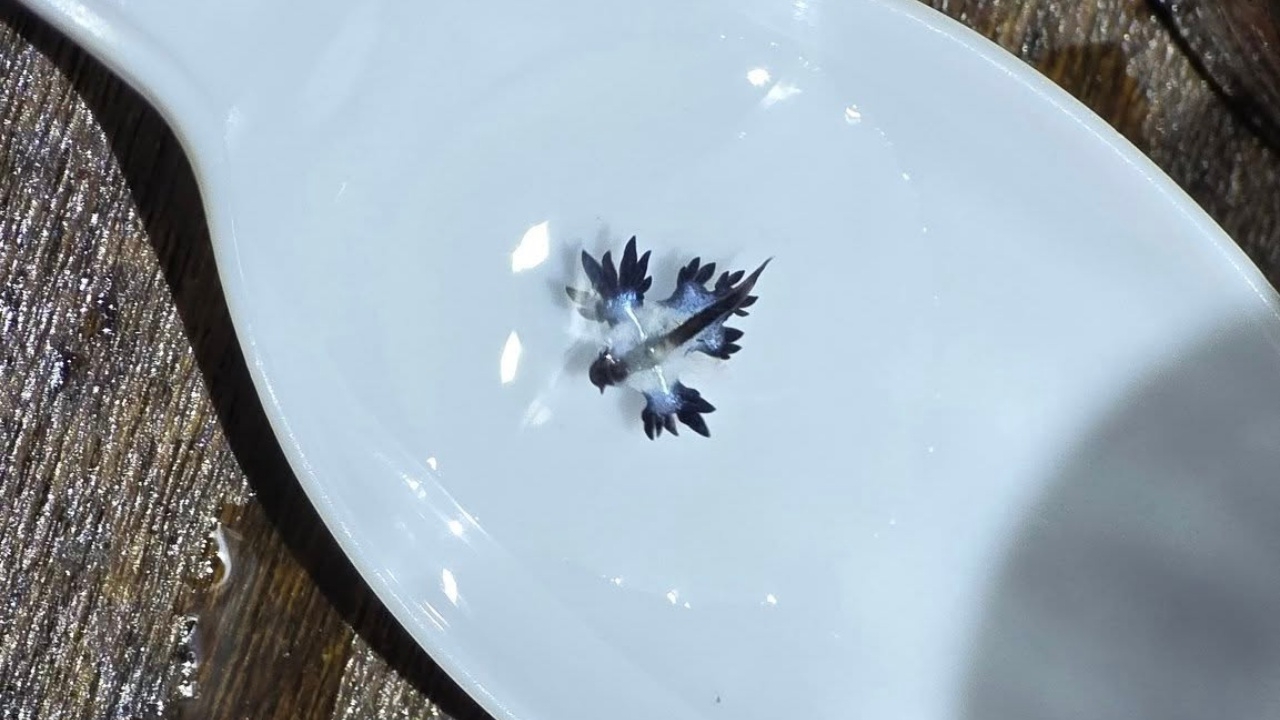 สวยอันตราย "มังกรทะเลสีน้ำเงิน" Blue Dragon โผล่อีกครั้งที่หาดกะรน จ.ภูเก็ต