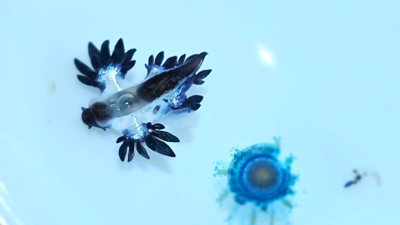 เปิดภาพ "มังกรทะเลสีน้ำเงิน" Blue Dragon ตัวเล็กจิ๋ว หลังเจอบนหาดกะรน จ.ภูเก็ต