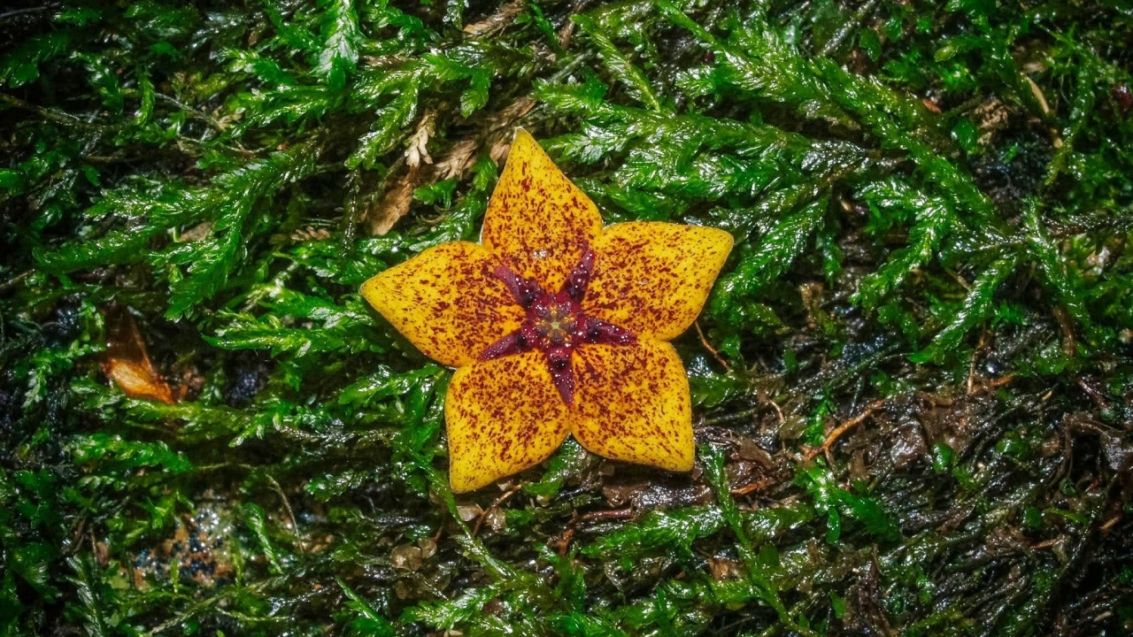 เปิดภาพ "พืชหายาก" หายเงียบจากบันทึกโลกนาน 113 ปี ปรากฏตัวกลางป่า จ.เชียงราย