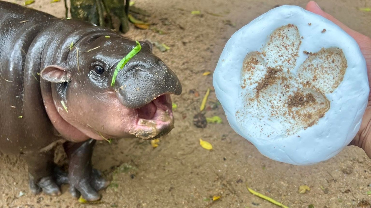 ปังมาก วันเกิด 1 ขวบ "หมูเด้ง" ขวัญใจคนไทย รอยเท้าถูกประมูลในราคา 7 แสนบาท