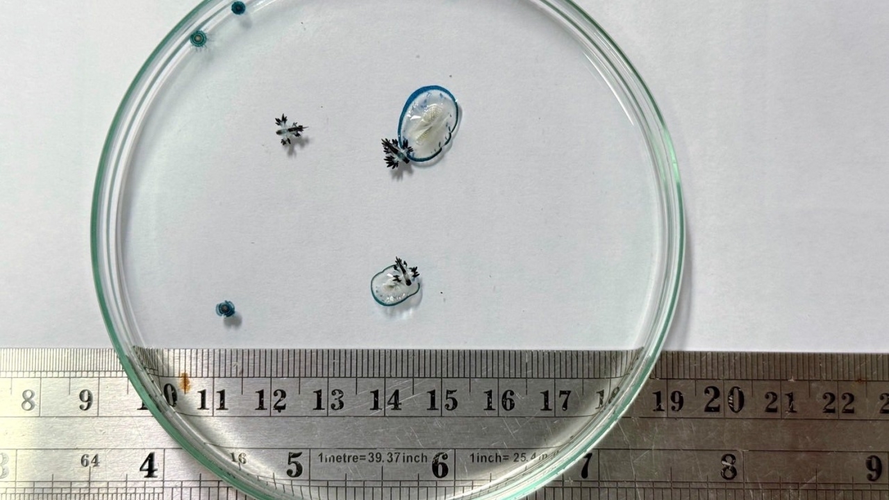 "มังกรทะเล" แท้จริงคือ "ทากทะเลสีน้ำเงิน" เผยวิธีปฐมพยาบาลเบื้องต้น หากสัมผัส