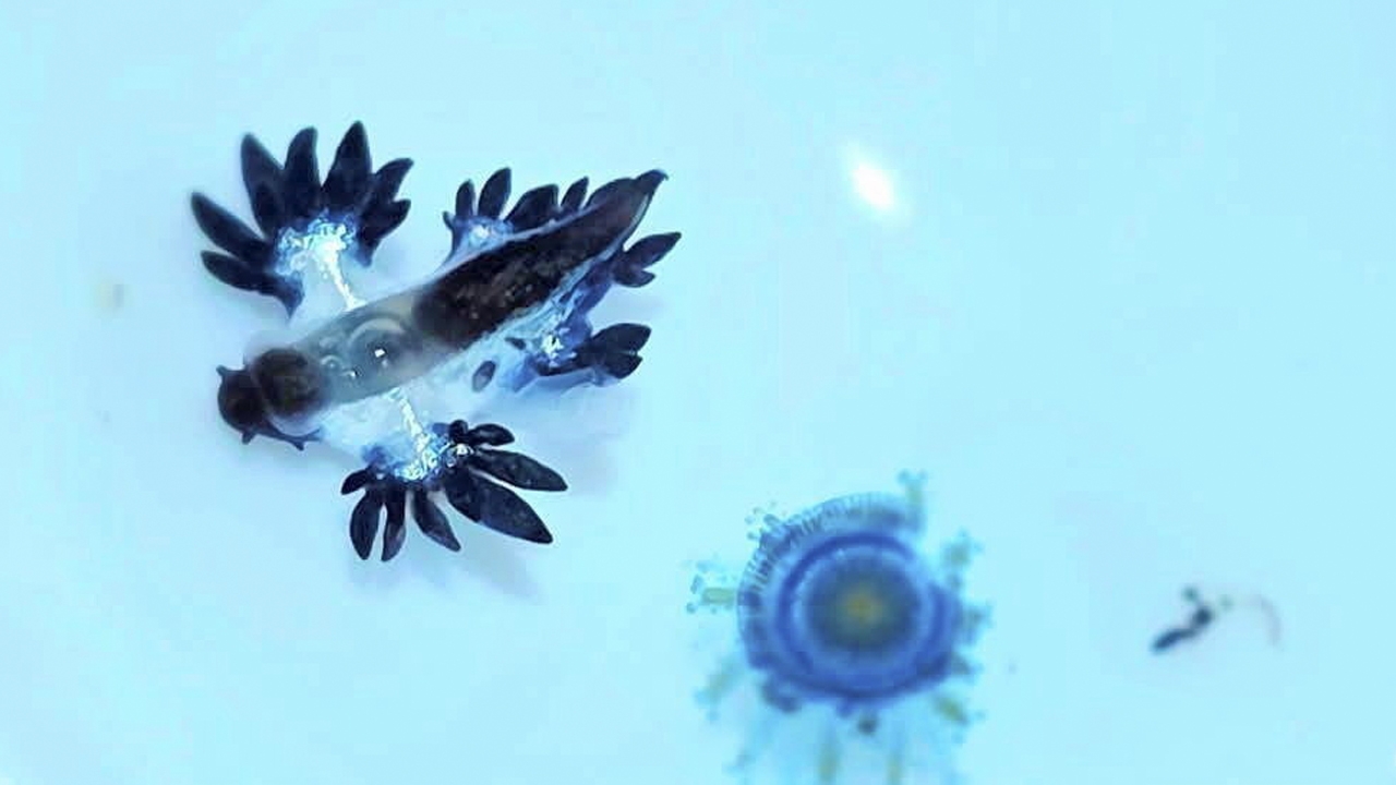 เตือนพิษร้าย ‘บลูดราก้อน’ เจอหาดกะรน ภูเก็ต