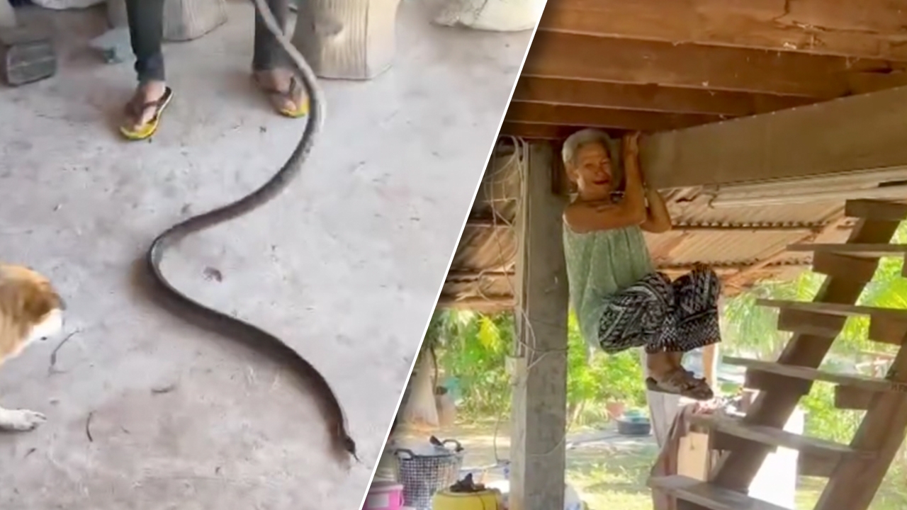 ตกใจอะไรก็ทำได้ คุณยายวัย 80 กระโดดโหนขื่อ หลังงูตัวยาวกำลังเลื้อยเข้าบ้าน (คลิป)