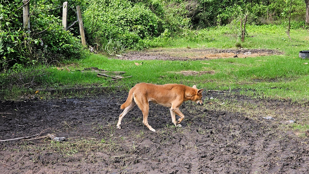 ฝูงหมาเพชฌฆาต ขย้ำโหดลุงวัย 60 งับคอเหวอะ ทุรนคาถนน