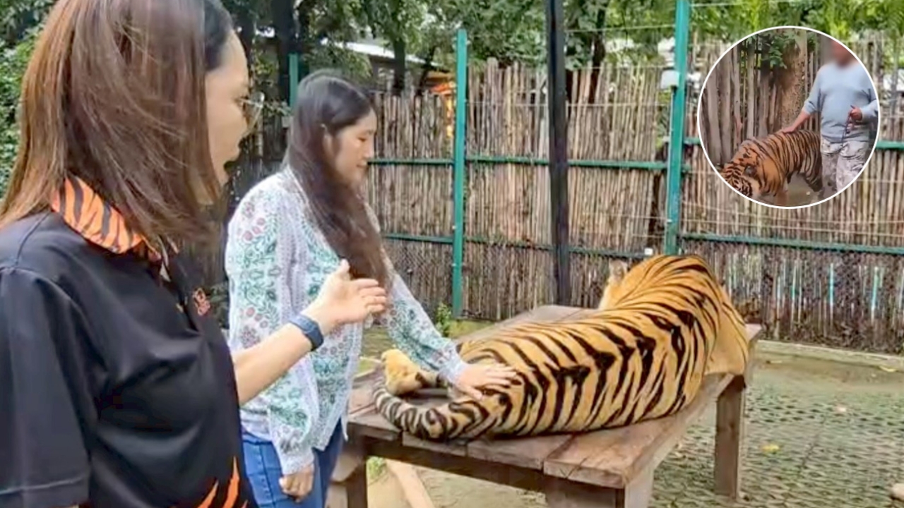ผู้บริหารสวนเสือ แจงคลิปชาวอินเดียโดนเสือทำร้าย ยันไม่ได้เกิดที่ภูเก็ต