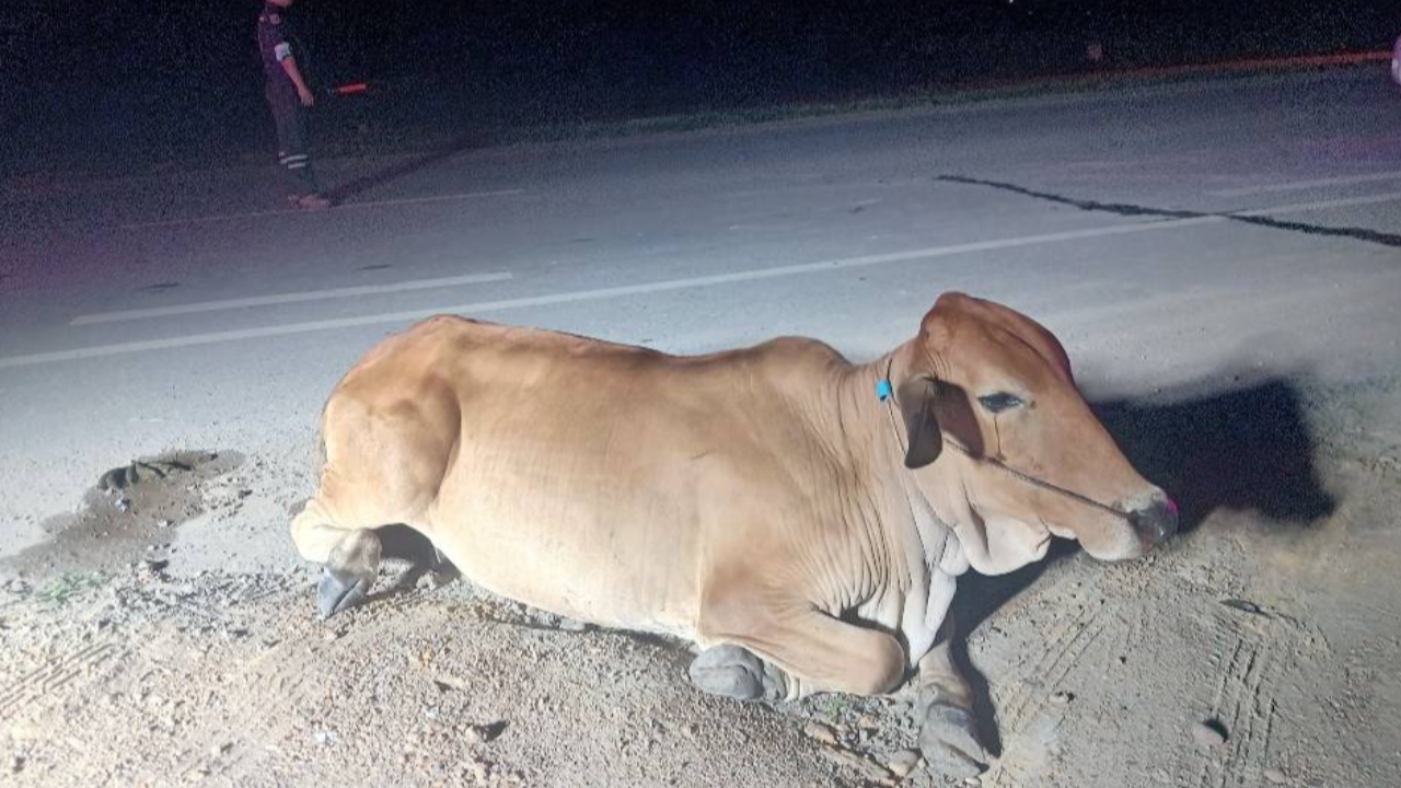 วัววิ่งตัดหน้ากระบะ ถูกชนนอนร้องไห้ก่อนสิ้นใจ จี้เจ้าของวัวรับผิดชอบรถพัง