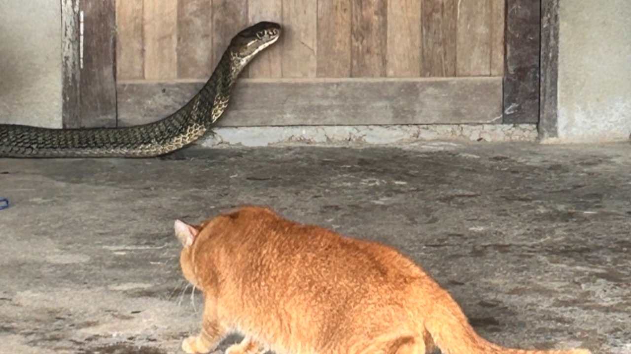 "เจ้าส้ม" หวิดโดนฉก หลังร้องขู่งูจงอางตัวใหญ่ เจ้าของบ้านเชื่อมาให้โชค