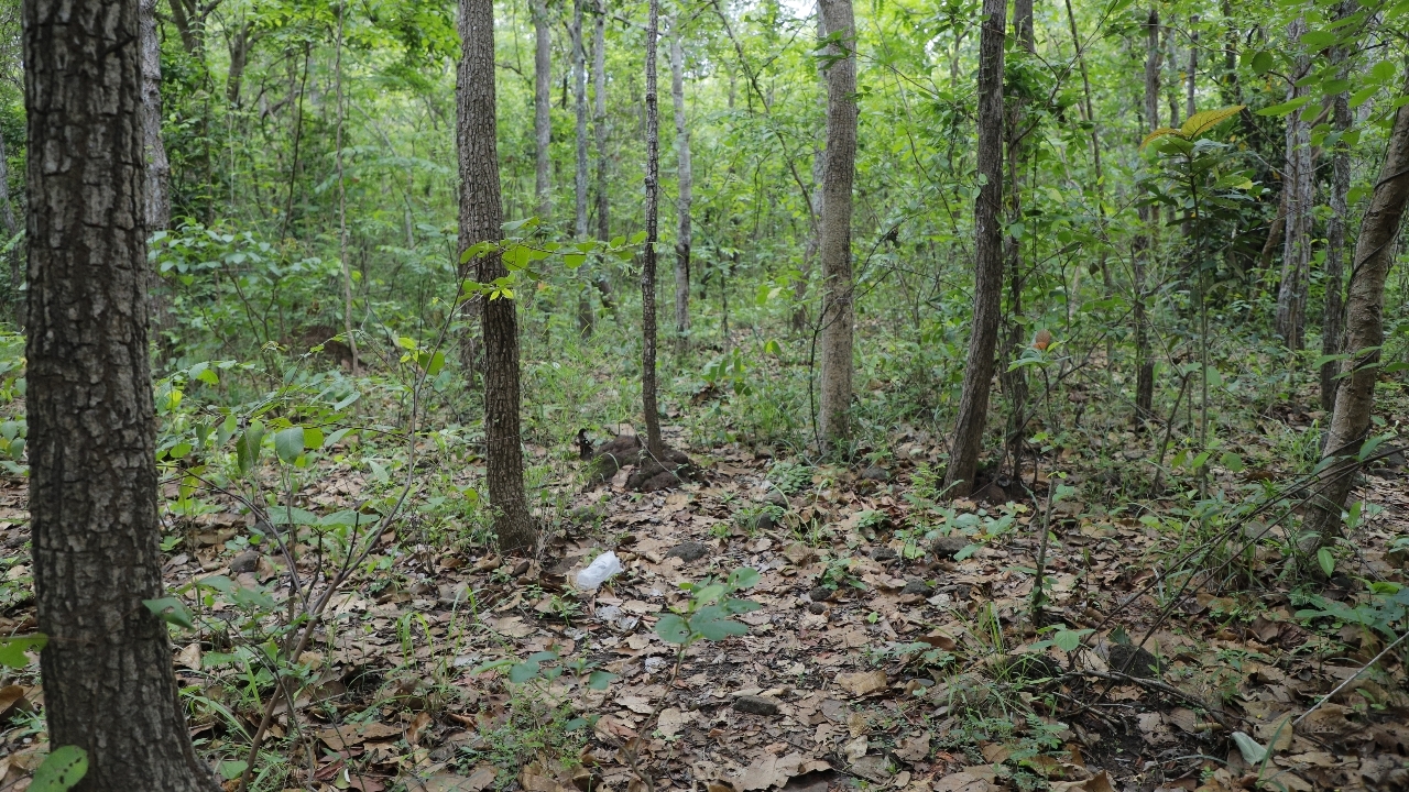 เผยที่มาเสียงปริศนา หลังคนเก็บเห็ดได้ยินเสียงคล้ายน้ำเดือดในป่าภูเขาไฟกระโดง