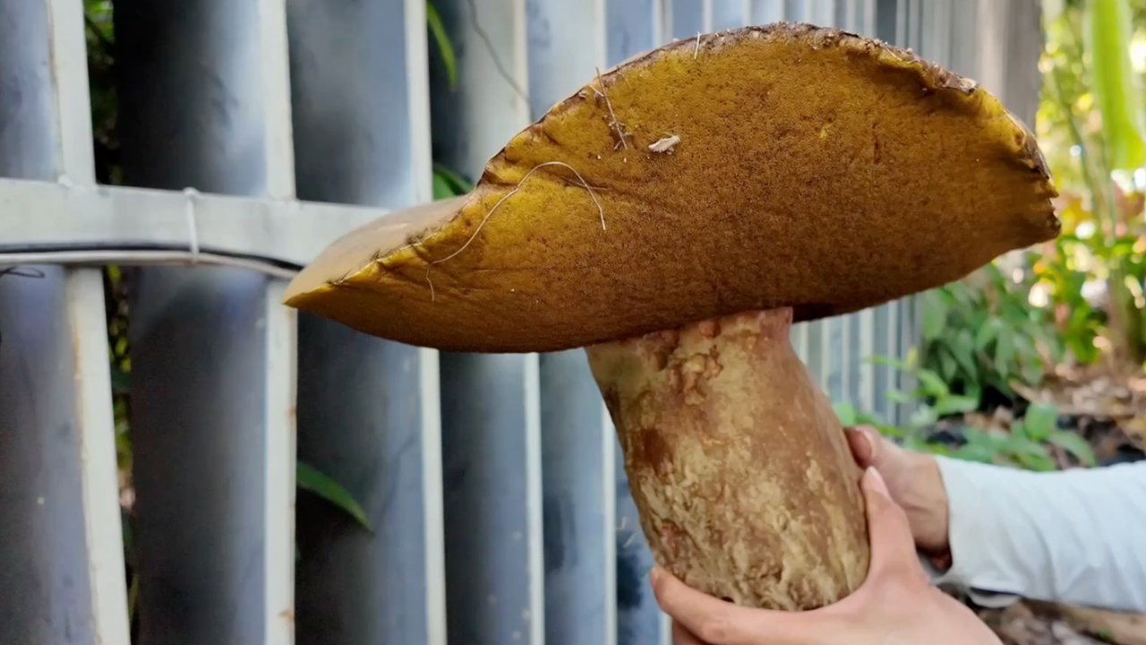 ชาวบ้านจีนตะลึง หาของป่าเจอเห็ดตับเต่ายักษ์ หนักกว่า 2.2 กก.