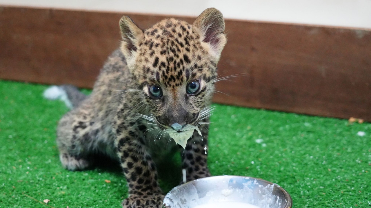 เชียงใหม่ไนท์ซาฟารีเสิร์ฟความน่ารัก "น้องแผ่นดิน" ลูกเสือดาวตัวน้อยน่ารักเกินต้าน