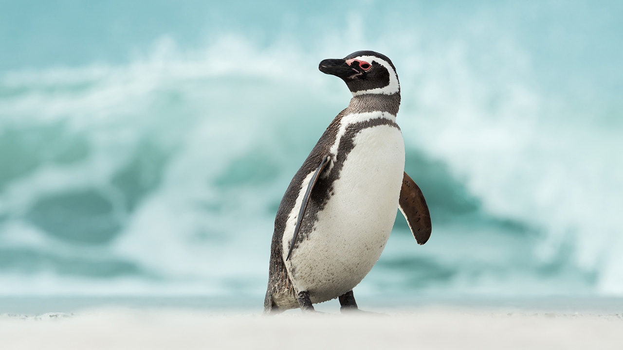 วิจัยชี้น้ำทะเลร้อน เพนกวินลด-ปลาหาย ไทย-จีน สำรวจขั้วโลกใต้เรียนรู้