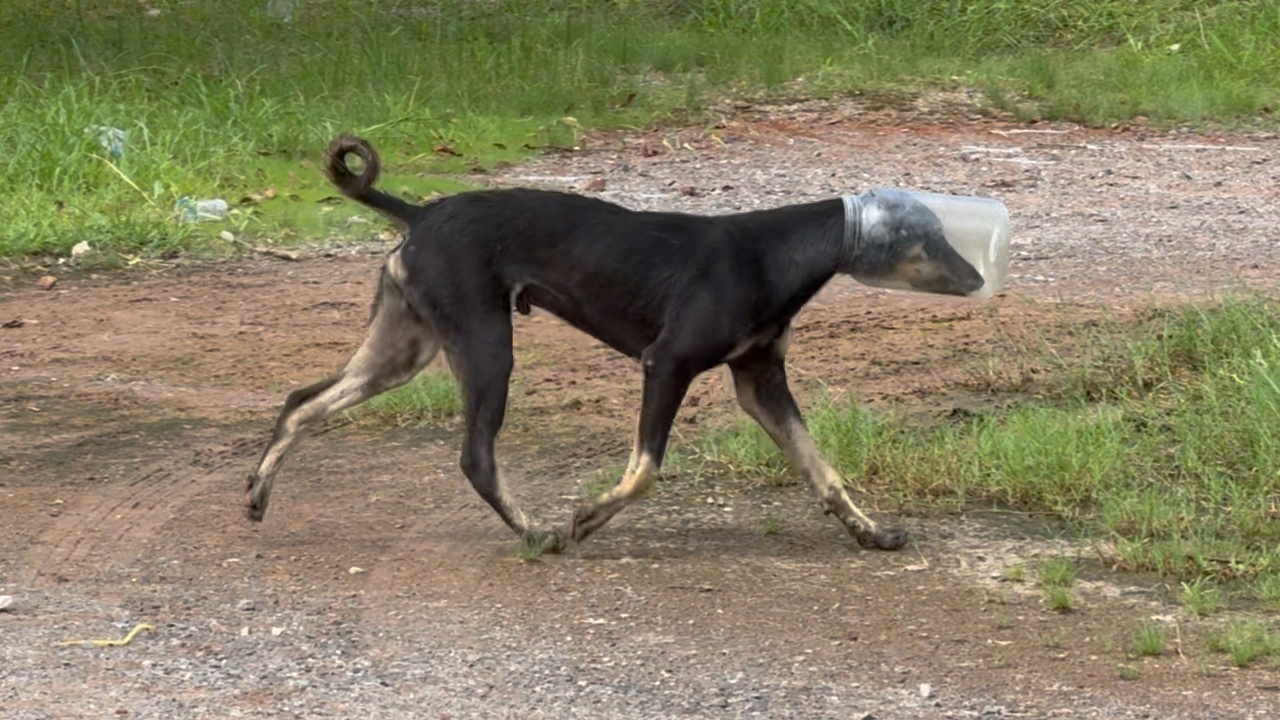 ผู้เชี่ยวชาญช่วย "สุนัขหัวติดโหล" พบสภาพอิดโรย ต้องตามจับนาน 3 ชั่วโมง