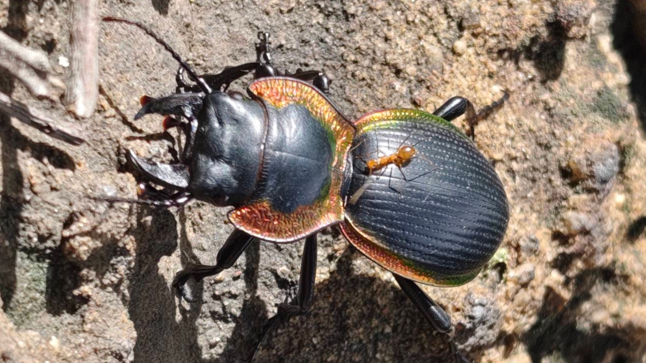 พบ "ด้วงดินขอบทองแดง" แมลงหายากใกล้สูญพันธุ์ ออกหากินในป่าใกล้เมืองโคราช