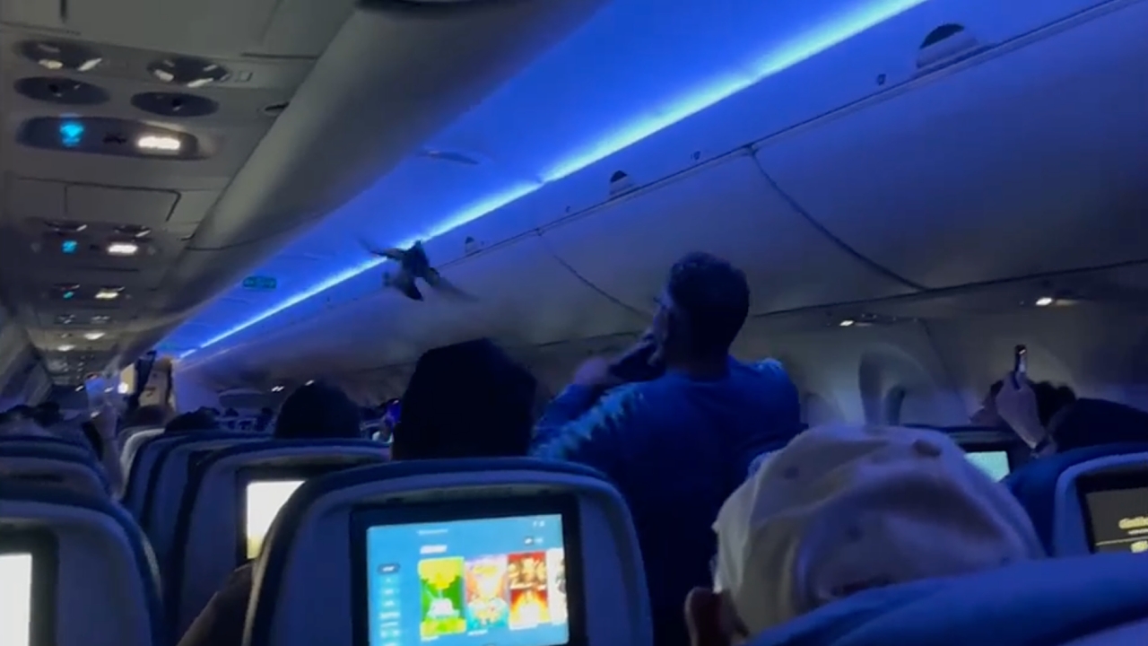 ผู้โดยสารจับนกพิราบ บินเข้าห้องโดยสารเดลต้าแอร์ไลน์