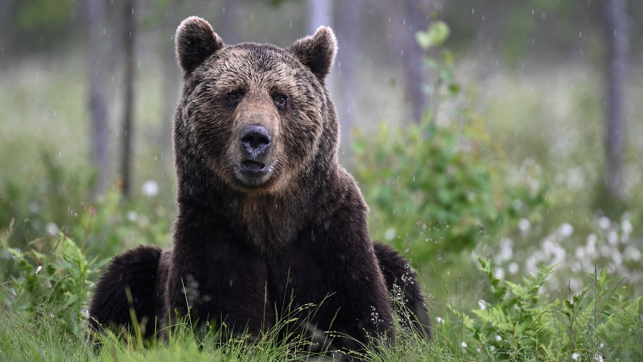 สโลวาเกียไฟเขียวขาย "เนื้อหมีสีน้ำตาล" ให้ประชาชนกิน หวังลดจำนวนหมีป่าที่ชอบออกมาโจมตีคน