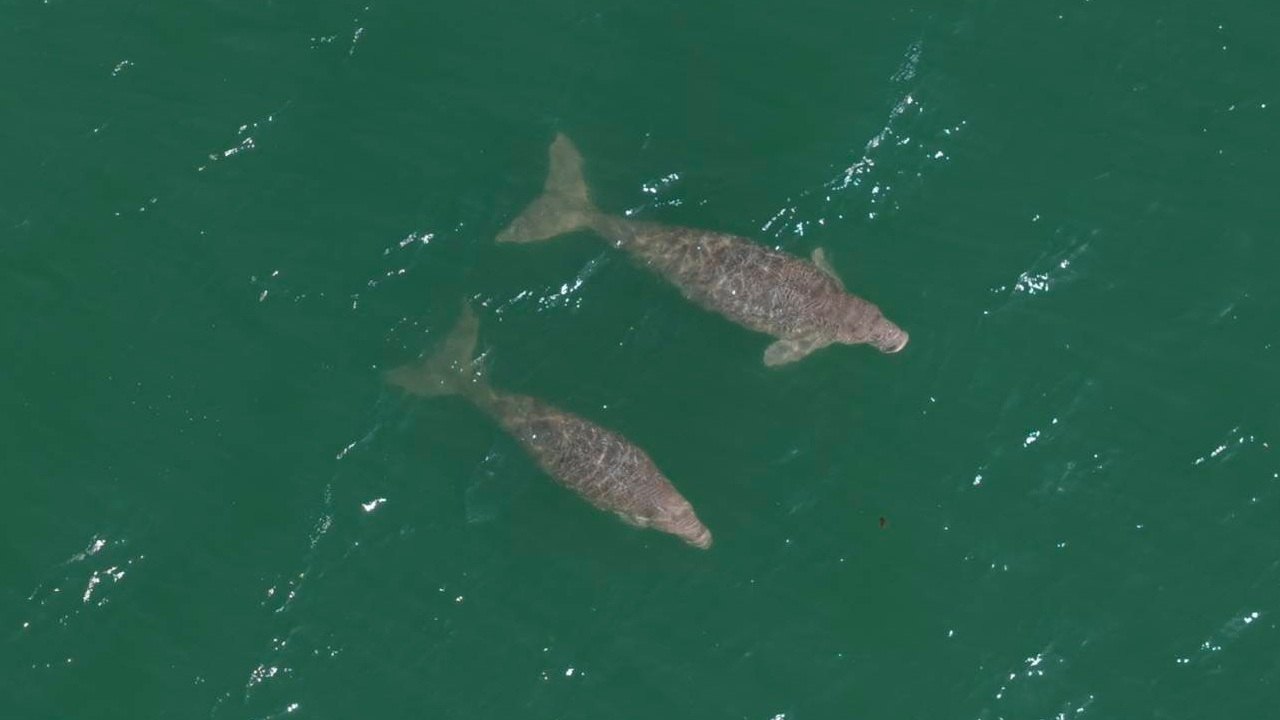 เห็นแล้วใจฟู โดรนอุทยานฯ บินพบ "พะยูน" แม่-ลูก ว่ายโชว์ตัวกลางทะเลกระบี่