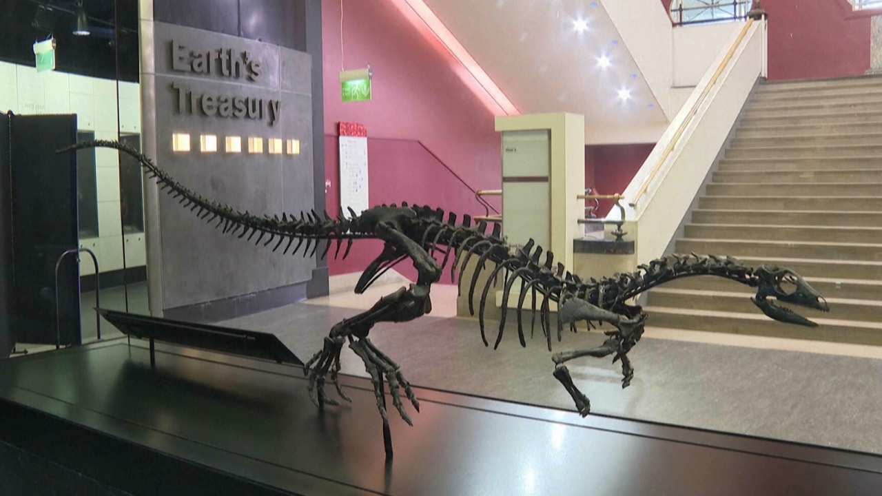 เปิดตัวไดโนเสาร์สายพันธุ์ใหม่ตัวเท่าสุนัข วิ่งไวฉลาด ในยุค 150 ล้านปีก่อน